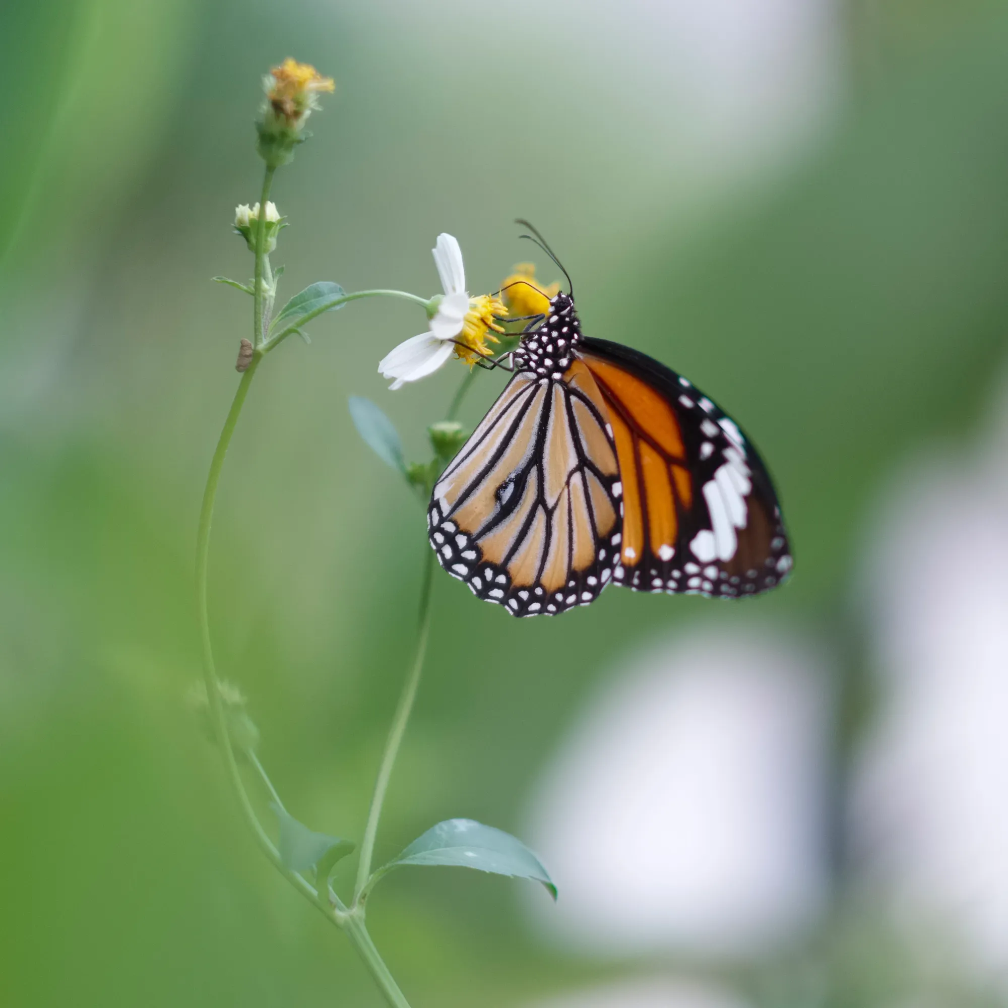 Un papillon monarque pris en proxi photographie