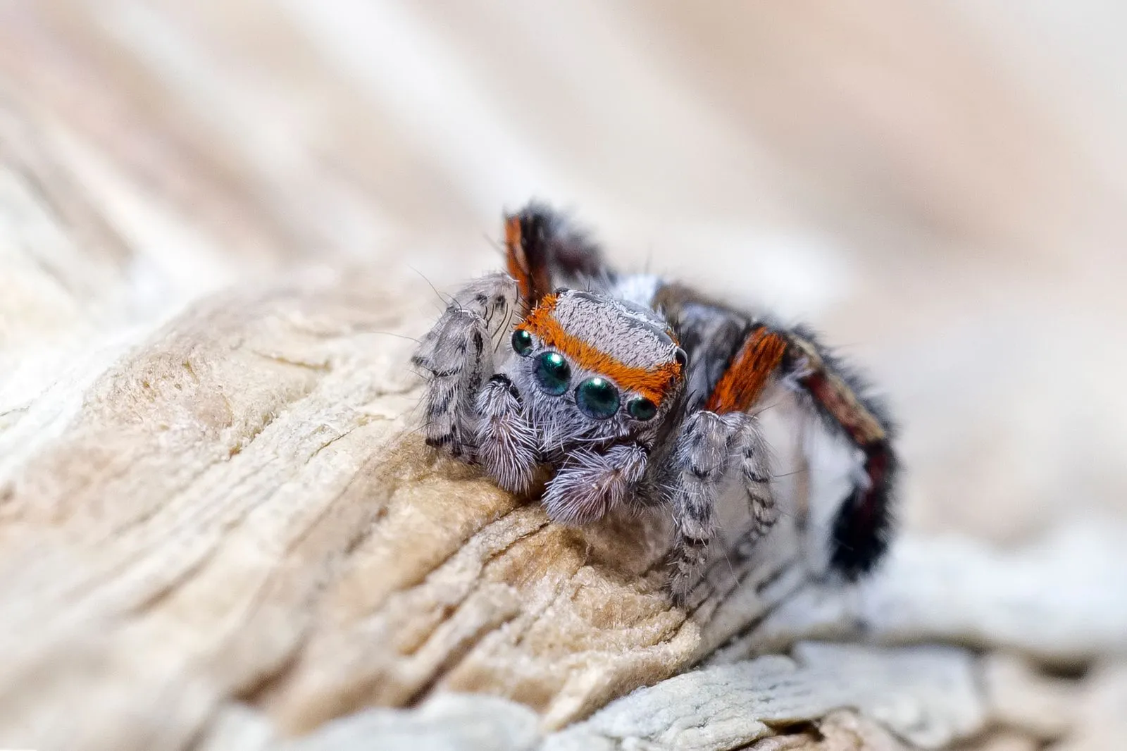 Une araignée sauteuse prise en macrophotographie