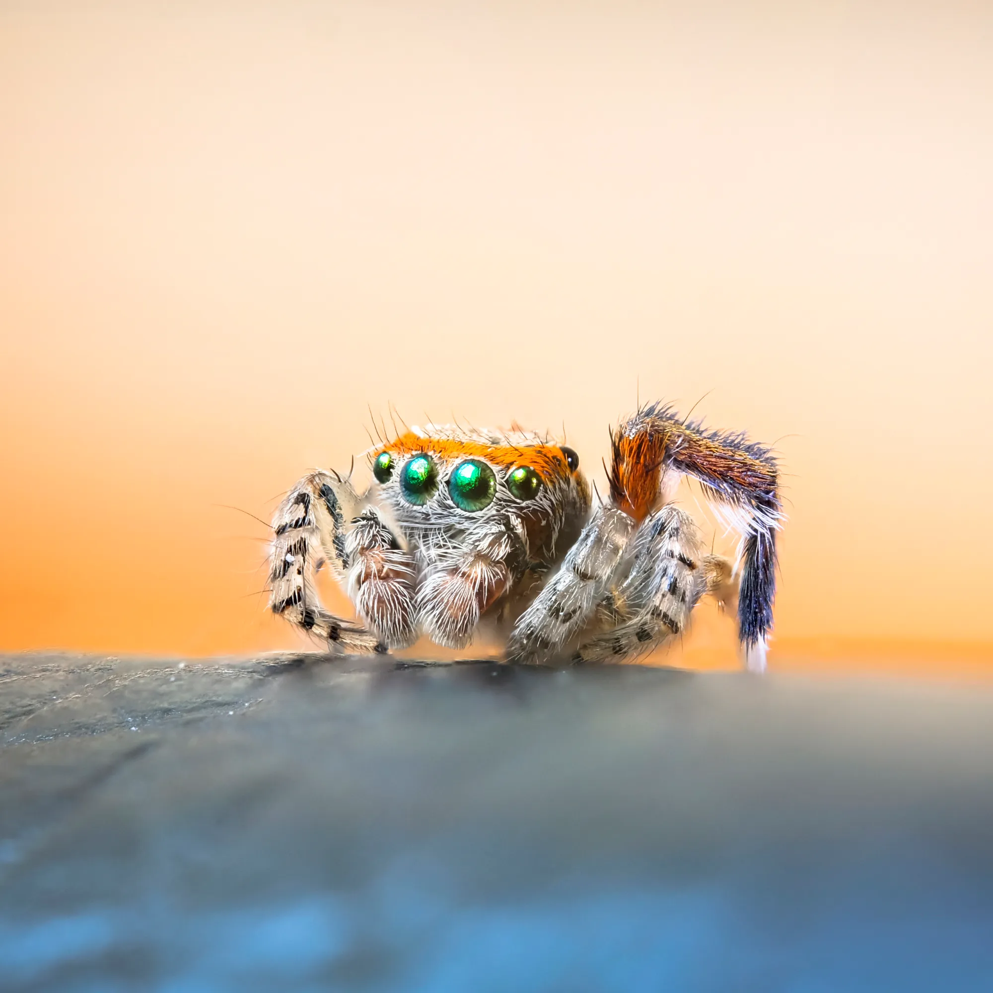 Une araignée sauteuse prise en macrophotographie